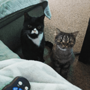 Read more about the article Dental Care for an Adorable, Grumpy Kitty