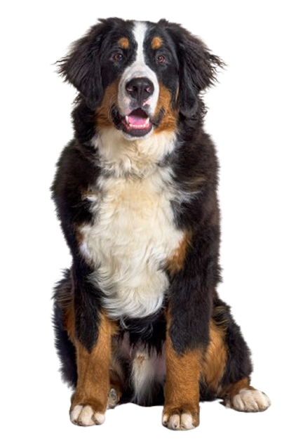 Swift Creek Animal Hospital